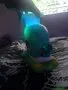 Bright Starts Silly Spout Whale Ball Popper Kugelspiel 3 Bälle mit Licht