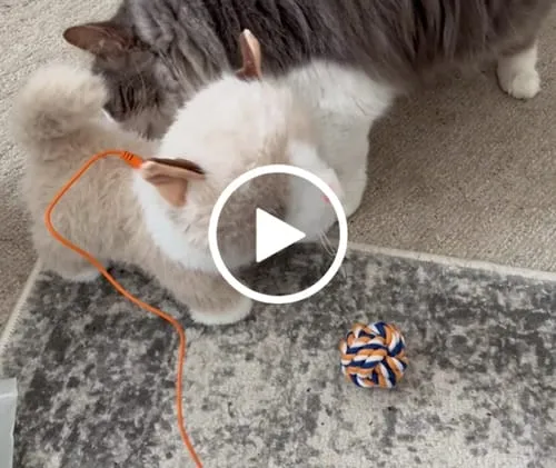 TUMAMA Interaktive Katze Plüsch Spielzeugkatze mit Futter-Set